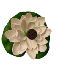 Top view of the white lotus flower with central water nozzle.